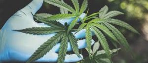Launch a Successful CBD Business