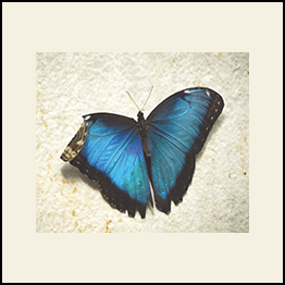 Broken Wing Butterfly (BWB) in 3 Hours