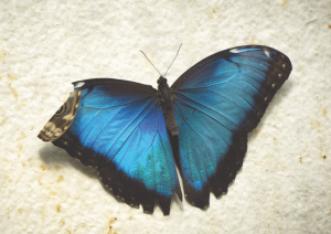 Broken Wing Butterfly (BWB) in 3 Hours