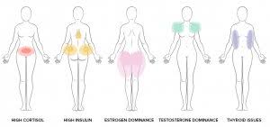 TÂ»m Berzins - Hormonal Fat Loss